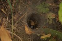 Agelena labyrinthica