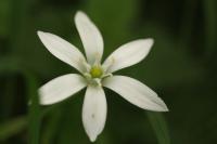 Ornithogalum divergens