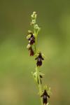 Ophrys insectifera