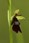 Ophrys insectifera