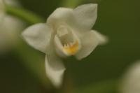 Cephalanthera longifolia