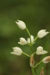 Cephalanthera longifolia