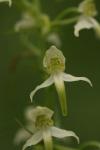 Platanthera chlorantha