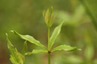 Rubia peregrina