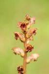 Orobanche