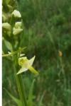 Platanthera chlorantha
