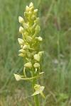 Platanthera chlorantha