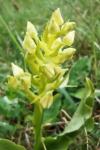 Platanthera chlorantha