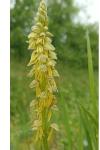 Orchis anthropophora