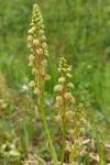 Orchis anthropophora