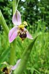 Ophrys apifera