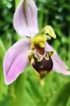 Ophrys apifera