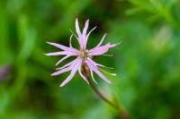 Lychnis flos-cuculi