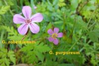 Geranium robertianum