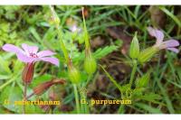 Geranium purpureum