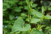 Aristolochia clematitis