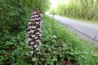 Orchis purpurea