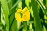 Iris pseudacorus