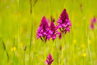 Anacamptis pyramidalis