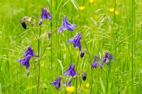 Aquilegia vulgaris