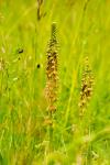 Orchis anthropophora