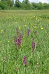 Anacamptis laxiflora
