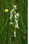Anacamptis laxiflora