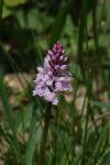Dactylorhiza maculata
