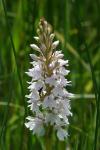 Dactylorhiza fuchsii