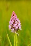 Anacamptis pyramidalis