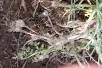 Oenanthe pimpinelloides