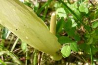 Arum italicum