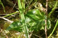 Arum italicum