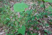 Dioscorea communis