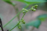 Dioscorea communis
