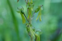 Neottia ovata