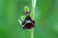 Ophrys insectifera