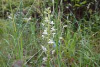 Platanthera chlorantha
