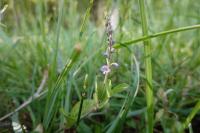 Veronica officinalis