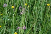 Lychnis flos-cuculi