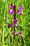 Anacamptis laxiflora