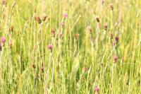 Cirsium dissectum