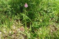 Anacamptis pyramidalis