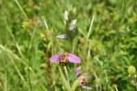 Ophrys apifera