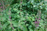 Stachys sylvatica