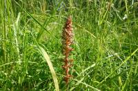 Orobanche