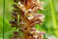 Orobanche