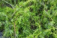 Juniperus communis