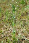 Blackstonia perfoliata