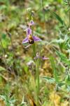 Ophrys apifera